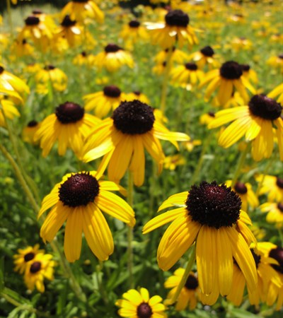 Black-Eyed Susan Viette's Little Suzy